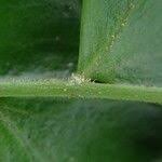 Image result for Arthropteris palisotii