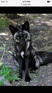 Black Fox My Favourite Animals Beautiful Pet Fox North American Animals