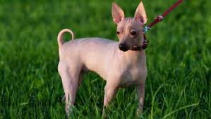 Originally registered as a hairless variety of rat terriers, eventually the scotts adopted a different breed name for their unique line and established a separate breed club, the american hairless terrier association. American Hairless Terrier Dog Breed Information Pettime