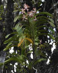 Image result for Crotalaria preladoi