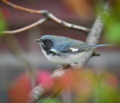 Image result for Lintonia nutans