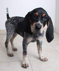 Bluetick Coonhound Dog For Adoption In Eden Prairie Mn Adn 527797 On Puppyfinder Com Gender Female Age Coonhound Puppy Hound Dog Puppies Hound Dog Breeds