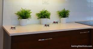 Carefully observe the ants roaming around on your kitchen counter and trace their path to discover the entry point. How To Get Rid Of Ants In The Kitchen Safely And For Good