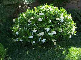 Frost Proof Gardenia Gardenia Jasminoides Frost Proof Gardenia Gardenia Shrub