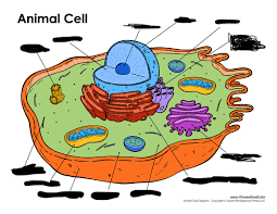 Maybe you would like to learn more about one of these? Animal Cell Advanced Cell Organelles Diabetes Diagram Quizlet