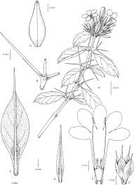 Image result for Barleria setosa