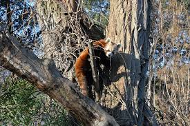 Mláďata se rodí převážně v červnu, příp. Panda Cervena Obyva Lesy Vychodni Zoo Usti Nad Labem Facebook