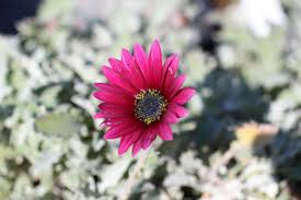 Image result for Arctotis