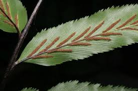 Image result for Aspleniaceae