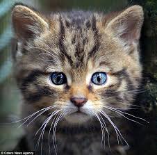 I still can't believe that cats 101 show on animal planet said that the maine coon has an m on the forehead. This Kitty Has A Small Cat Face On It S Forehead Imgur