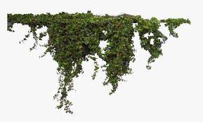 Maybe you would like to learn more about one of these? Download Plants Free Png Image Transparent Background Vine Png Png Download Kindpng