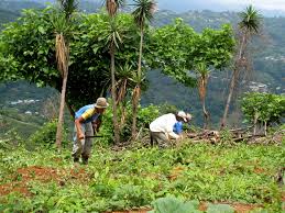Even starbucks uses cr coffee (and brazilian coffee too) in their coffee shops. Photos Of Coffee Growing Picking In Costa Rica