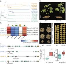 Non-CG DNA hypomethylation promotes photosynthesis and nitrogen fixation in  soybean | PNAS