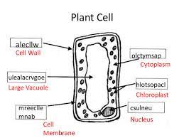 What is a plant cell year 7. Quick Plant Cell Starter Teaching Resources