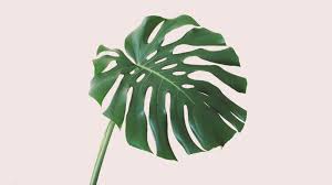 Check spelling or type a new query. Warum Die Monstera Deliciosa Eine Echte Ikone Ist