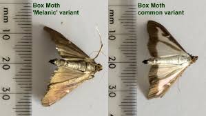 Image result for caterpillar box tree moth inside buxus plant