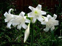 They provide contrast to the other rich jewel tones, such as deep purple or hot pink, in your garden and offer a backdrop for the varying shades of green. Favorite White Flowered Bulbs Pacific Bulb Society