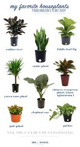 Did You Know You Can Buy Live Plants On Amazon Plus Some Houseplant Tips Buy Indoor Plants Indoor Plants Online Plants