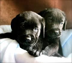6 Week Old Black Lab Puppies Lab Puppies Lab Dogs Black Lab Puppies