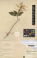 Image result for Brachystephanus