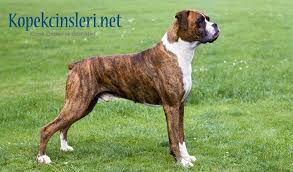 Boxer Kopek Ozellikleri Bakimi Nasil Bir Kopektir