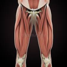 The fibers run vertically downward, and end in a rounded tendon, which passes behind the medial condyle. Upper Legs Muscles Anatomy Stock Illustration Illustration Of Iliacus 137813397