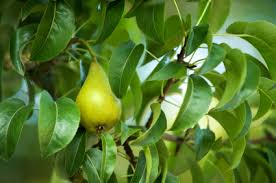 The fruit will appear on the tree a couple of months later, and it will be ready for harvest another. Pear Tree Pests Diseases Chris Bowers