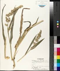 Image result for Echinochloa frumentacea