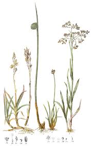 Image result for Juncaceae