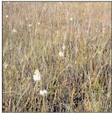 Image result for Bulbostylis schoenoides