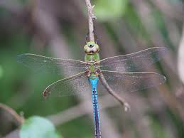 Picture Insect