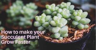 If you mist cacti, do it very early in the morning before sun is up, or after sun has set. There Are Different Plant Species Under Succulents But Overall How Fast Do Succulents Grow There Isn T A Constant Planting Succulents Jade Plants Succulents