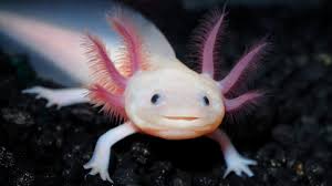 Axolotl Wallpapers - Top Free Axolotl Backgrounds - WallpaperAccess