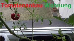 Leuchtend gelbe tomate mit der form einer kleinen zitrone mit leicht ausgezogener spitze. Tomatenanbau In Der Wohnung Tomaten Auch Im Winter Anbauen Youtube