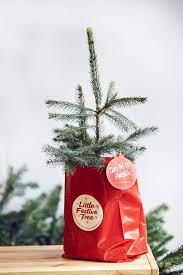 Renting A Christmas Tree How It Works And What To Look Out For Live Christmas Trees Christmas Tree Farm Festive Trees