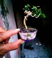 Image result for Premna mooiensis