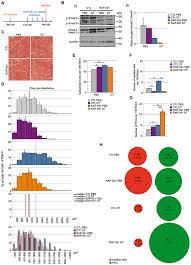 In the muscular system, muscle tissue is categorized into three distinct types: Frontiers Inhibition Of The Activin Receptor Type 2b Pathway Restores Regenerative Capacity In Satellite Cell Depleted Skeletal Muscle Physiology