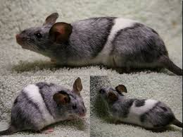 Breed And Document Some Fancy Color Genetics Black Merle Fancy Show Mouse Pet Mice Pet Rats Cute Rats Pet Mice Cute Rats Cute Animals