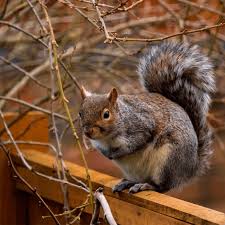 Have you successfully managed to get rid of squirrels from your loft? Humane Pest Control For Gardens And Planters Diy Family Handyman