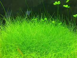 Dwarf Hairgrass Seeds - Etsy