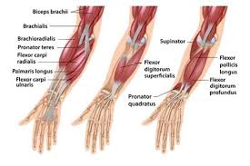 This site contains information about forearm tendons. Forearm Muscles Used When Exercising Gods Of Grip