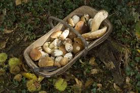 Quand Et Ou Recolter Les Fruits Et Legumes D Automne En 2020 Legumes Automne Fruits Et Legumes Cueillette Champignon
