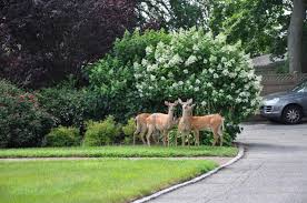 We did not find results for: 13 Best Deer Repellents To Keep Deer Out Of The Garden Gardensall
