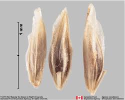 Image result for Poa