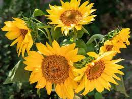 If you want to store your potatoes over the winter, late season potatoes are the best option. Planting Sunflowers Late Can You Grow Sunflowers In Late Summer