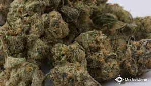 Lovin in her eyes freebies; Animal Cookies Marijuana Strain Review
