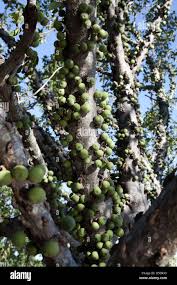 Image result for Ficus sansibarica