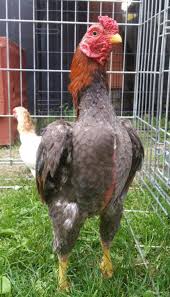Pin By Minecraft Moosh On Feathered Ninja Feathered Rooster