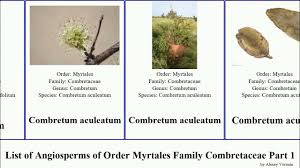 Image result for Combretum mkuzense