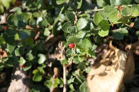 Image result for Crossopetalum